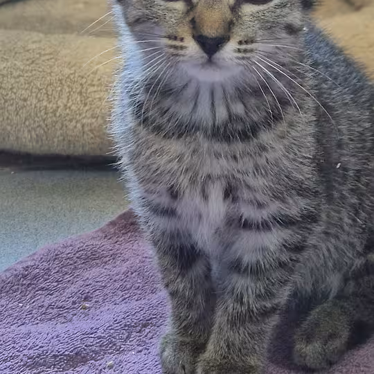 Foto von Katzenkinder