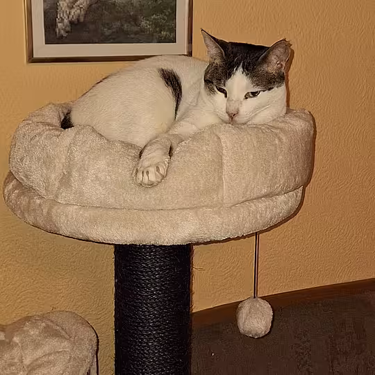 Foto von Trollo