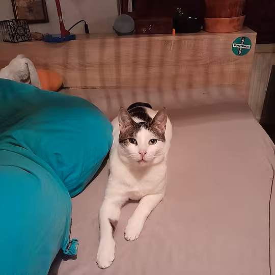 Foto von Trollo