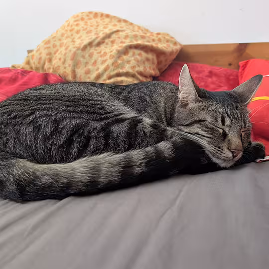 Foto von Findus