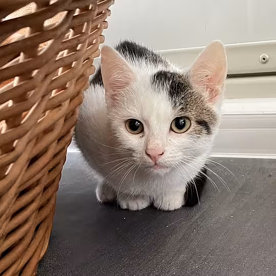 Foto von Timon