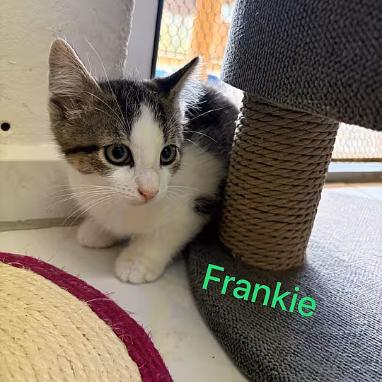 Foto von Frankie