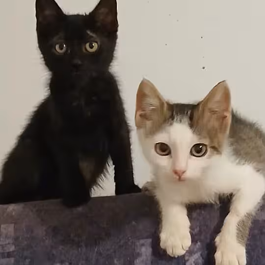Foto von Momo und Luna