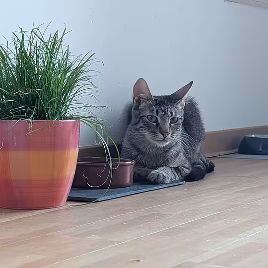 Foto von Findus