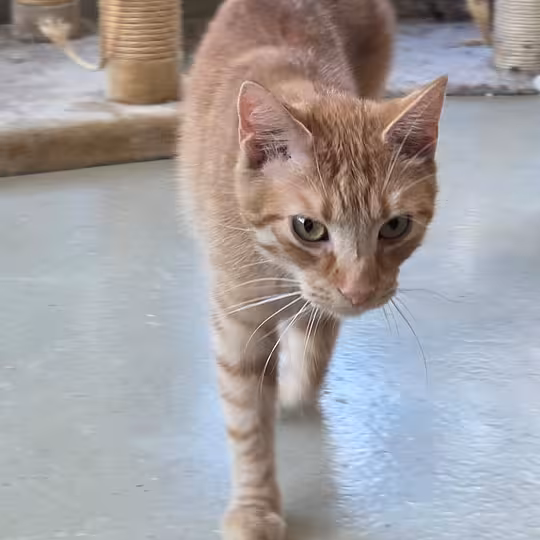 Foto von Merlin