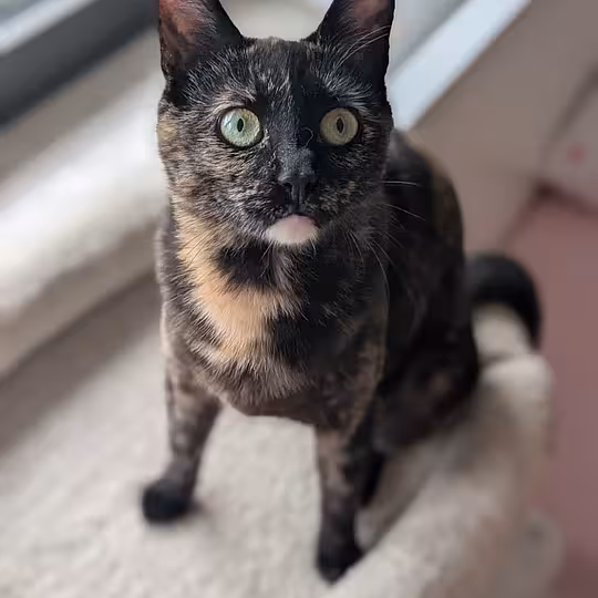 Foto von Rose