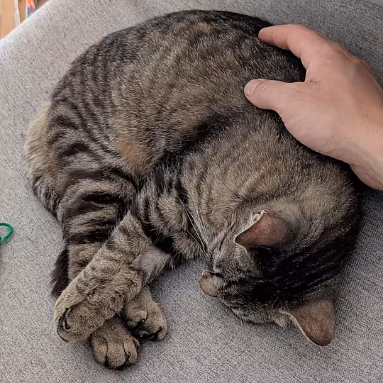 Foto von Findus