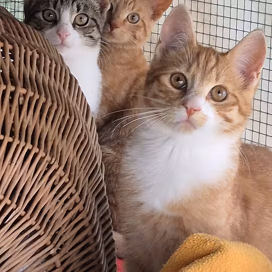 Foto von Karlotta, Konny, Konrad und Kai