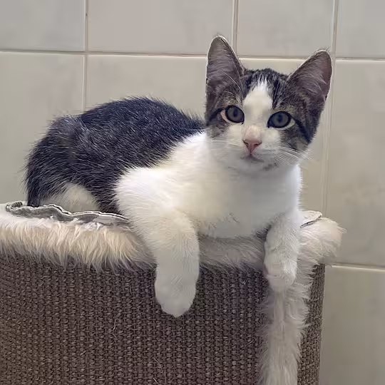 Foto von Frankie