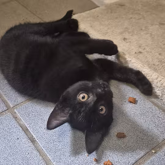 Foto von Katzenkinder