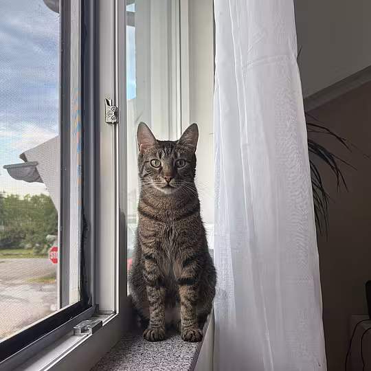 Foto von Findus