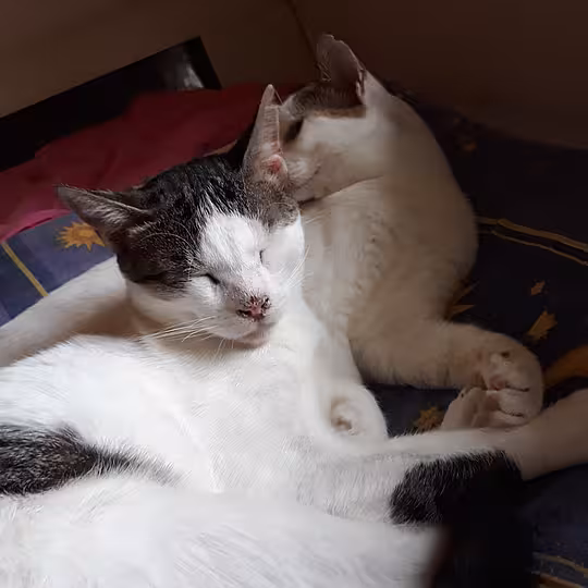 Foto von Trollo