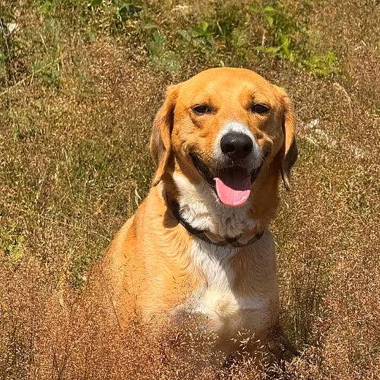 Foto von Toffee