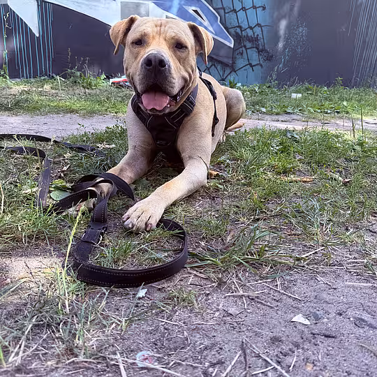 Foto von Buddy (Privatvermittlung)