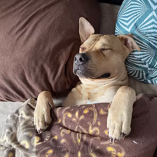 Foto von Buddy (Privatvermittlung)