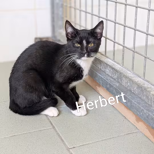 Foto von Herbert