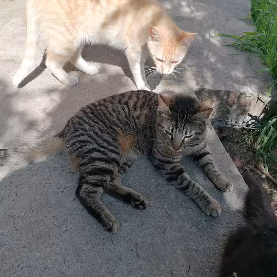 Foto von Findus
