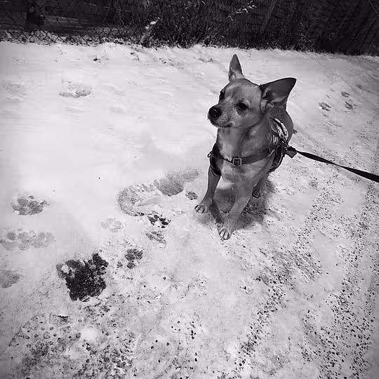 Foto von Cookie (Privatvermittlung)