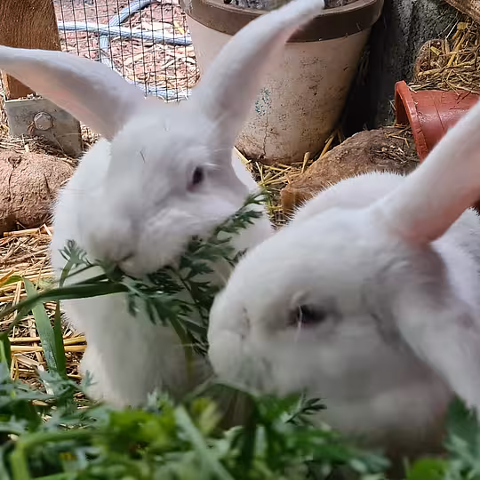 Foto von Bounty, Monty, Eddie, Taco & Speedy