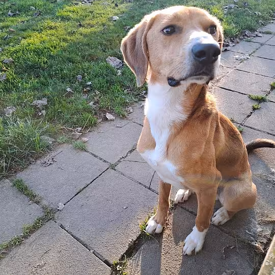 Foto von Toffee