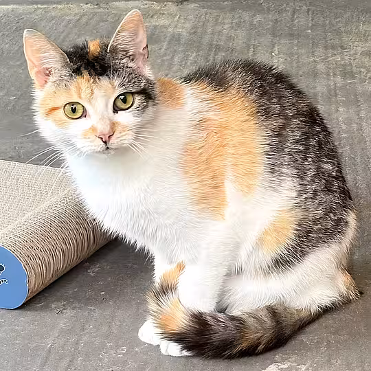 Foto von Ivy