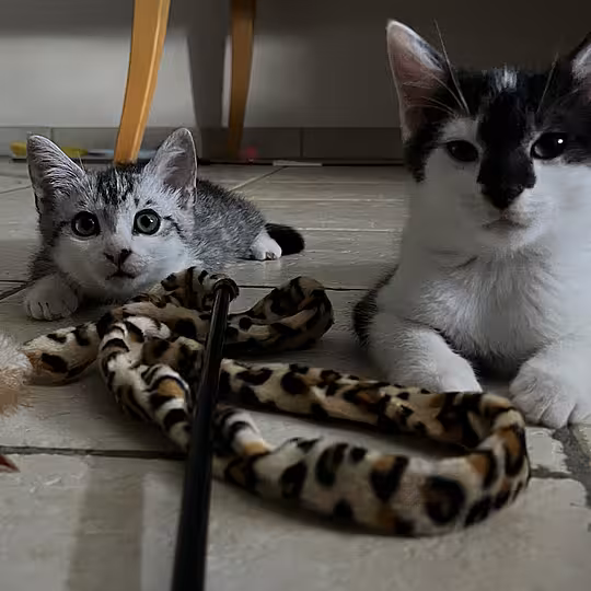 Foto von KOSMO