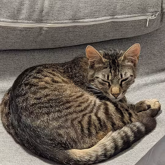 Foto von Findus