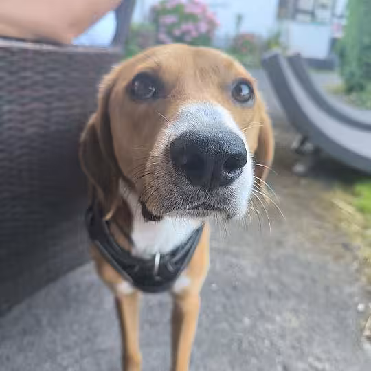 Foto von Toffee