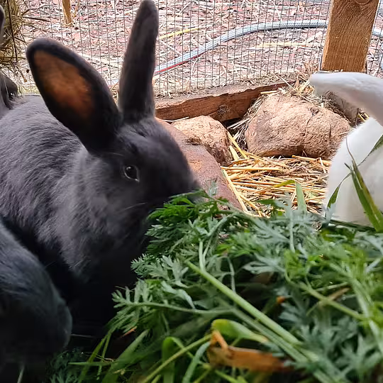 Foto von Bounty, Monty, Eddie, Taco & Speedy
