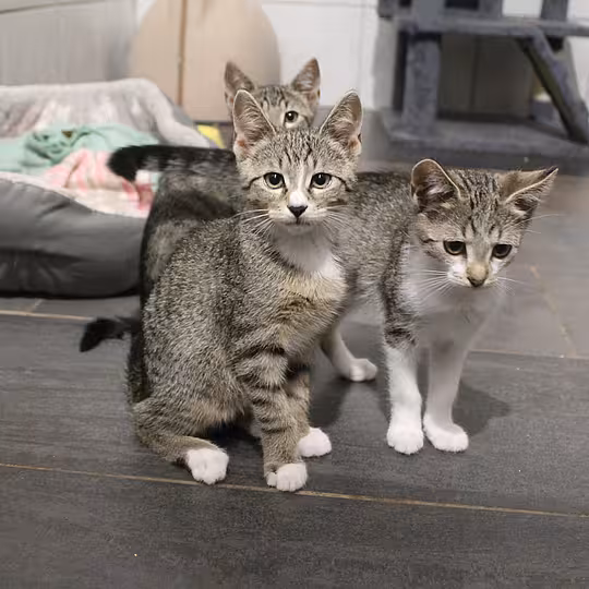 Foto von Katzenfamilie