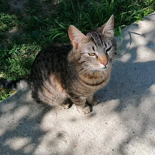 Foto von Findus