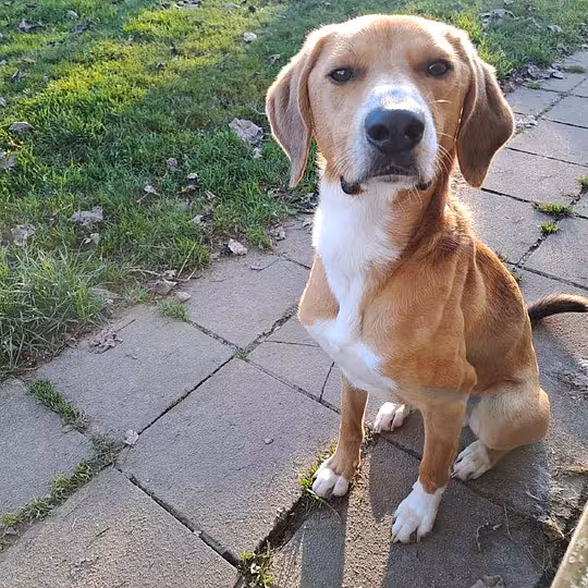 Foto von Toffee