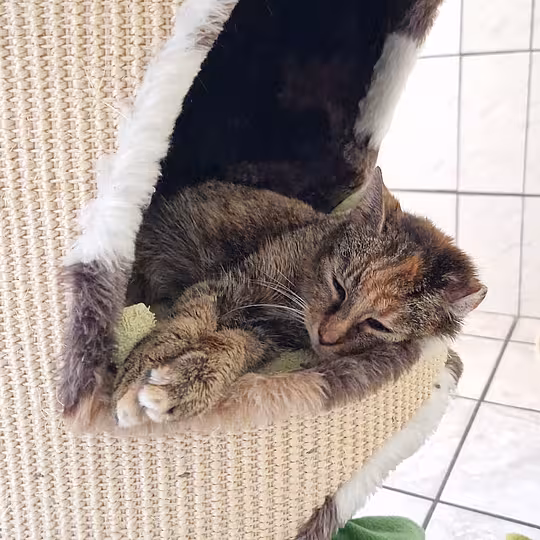 Foto von Hannelore *Notfall*