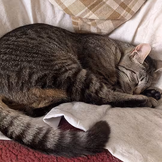Foto von Findus