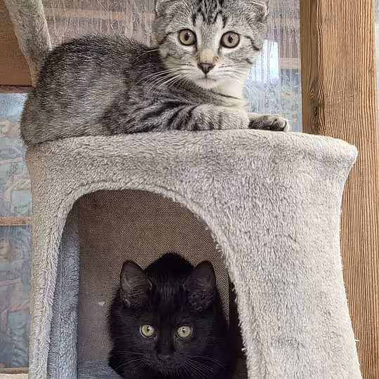 Foto von Katzenkinder 2026