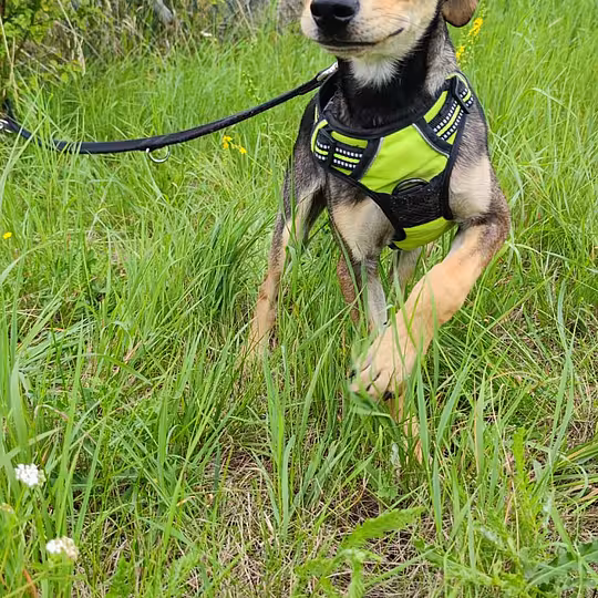 Foto von Chester