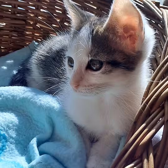 Foto von PEPPI