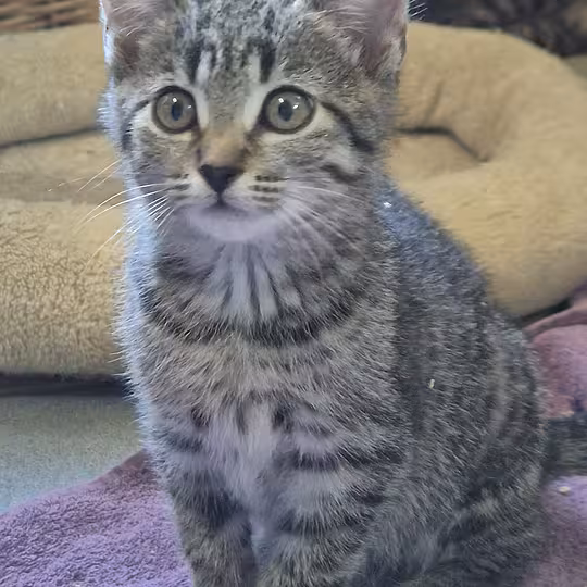Foto von Katzenkinder