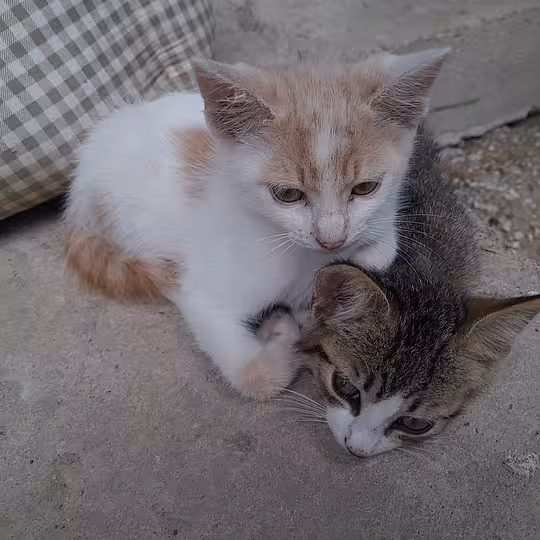 Foto von Kya und Koyo