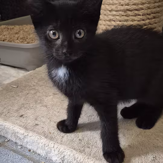 Foto von Katzenkinder