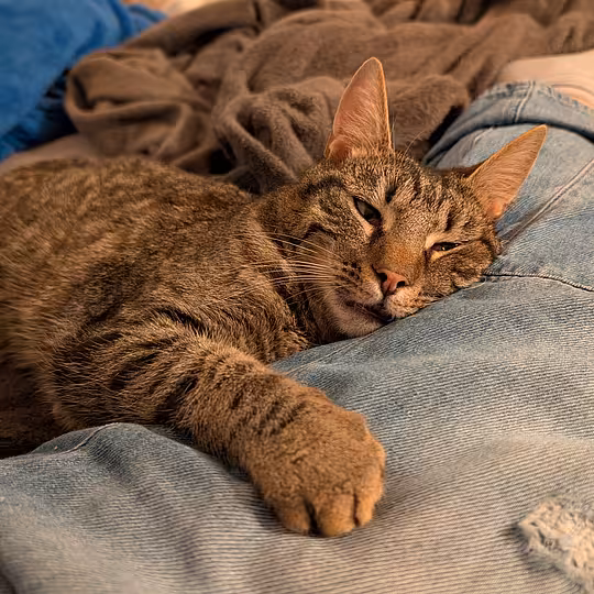 Foto von Findus