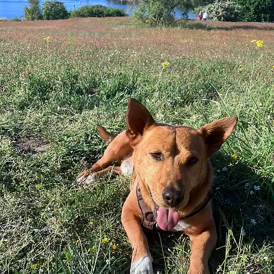 Foto von Vino (Privatvermittlung)