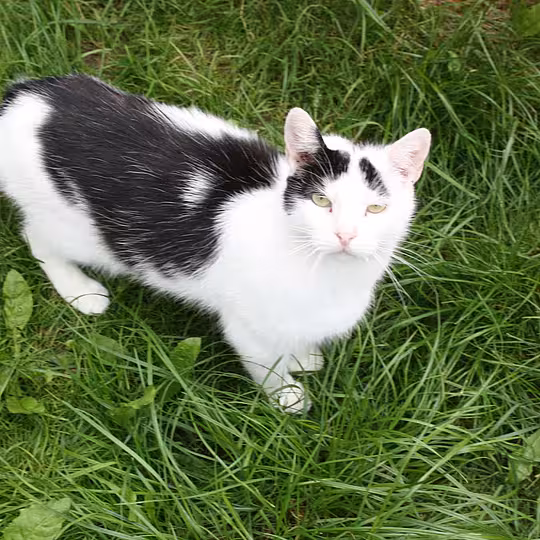 Foto von Luzifer