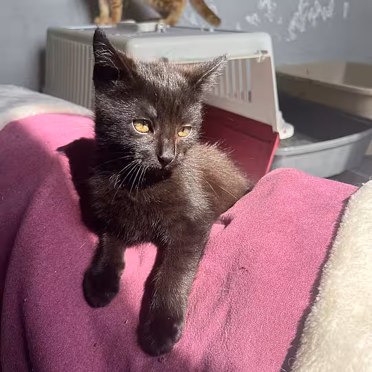 Foto von Katzenkinder 2026