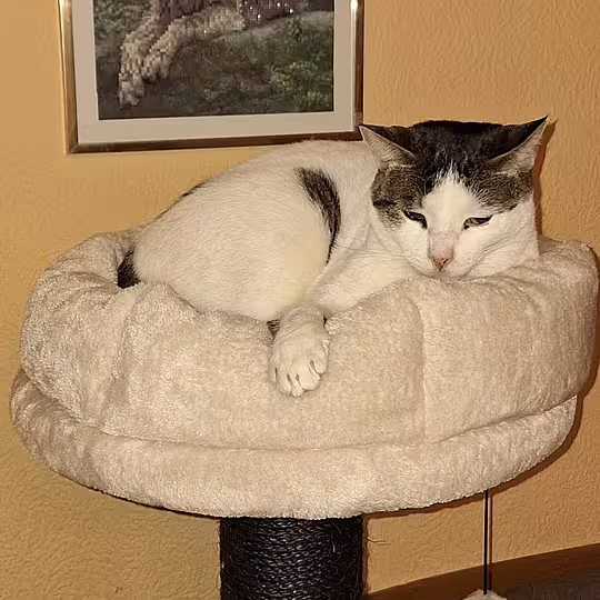 Foto von Trollo