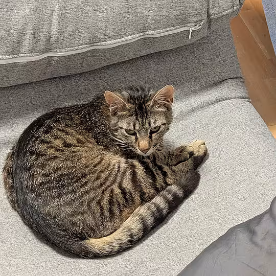 Foto von Findus