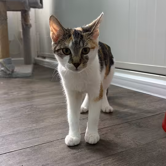 Foto von Sienna