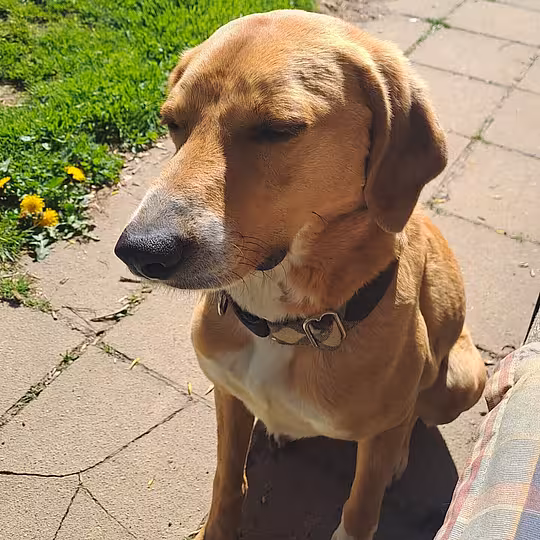 Foto von Toffee