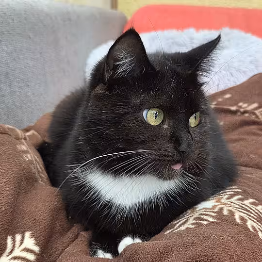 Foto von Scarlett