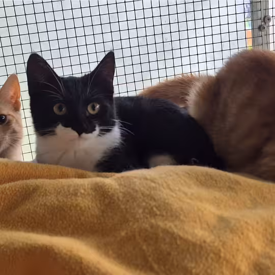 Foto von Karlotta, Konny, Konrad und Kai